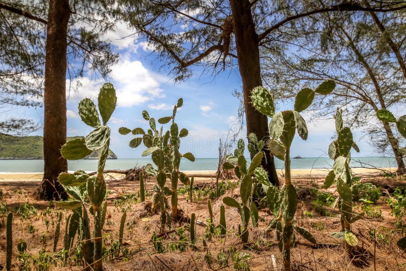 Wild cactus with big thorns beside the beach with sea and blue cloudy sky in the background royalty free stock photo Wild cactus with big thorns beside the beach with sea and blue cloudy sky in the background royalty free stock photo