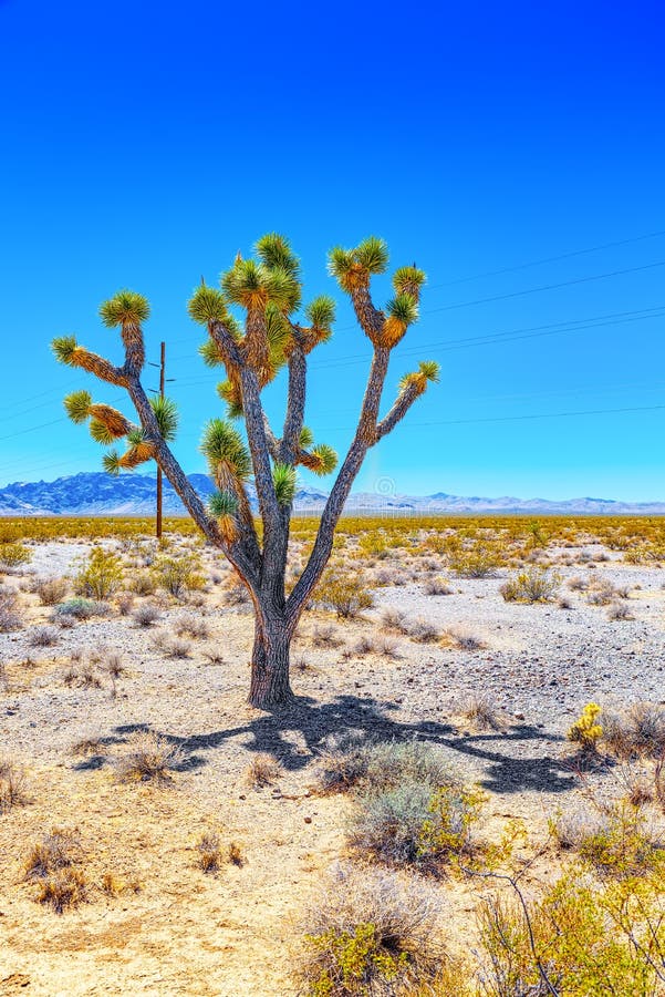 Wild Cactus  In Natural Habitat  Conditions Stock Photo 