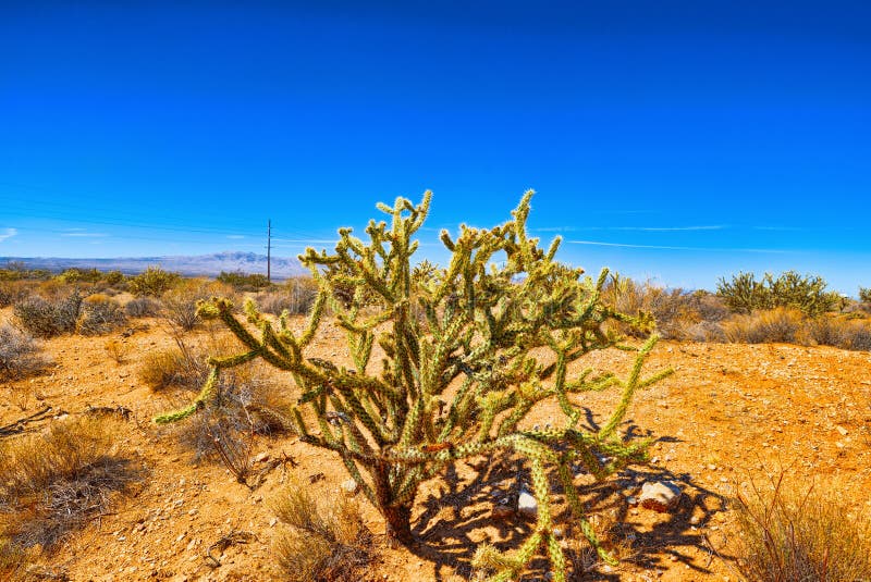Wild Cactus  In Natural Habitat  Conditions Stock Image 