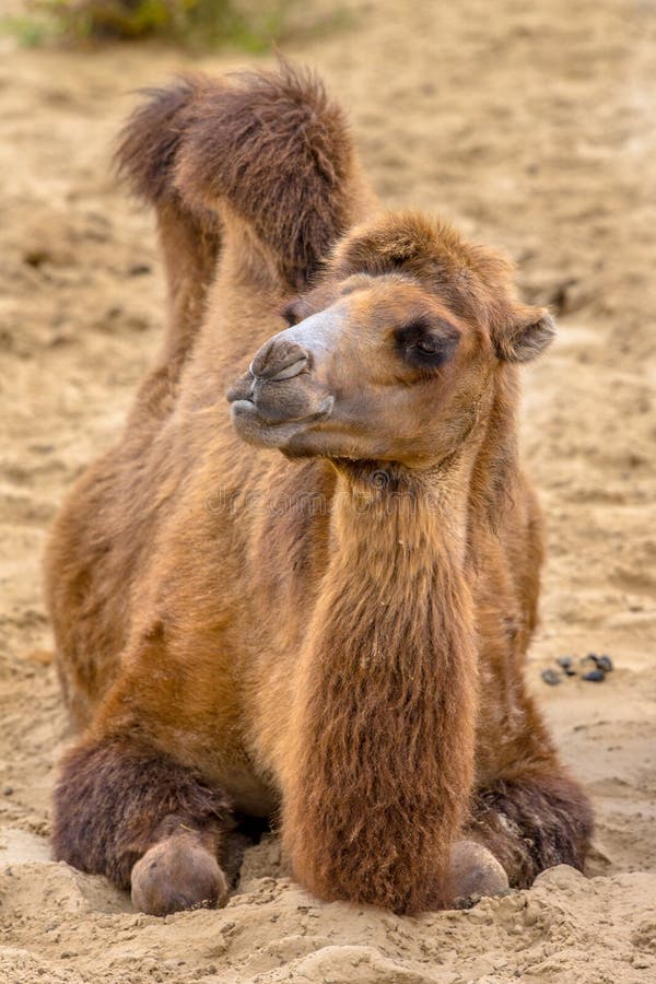 Resting camel in desert sand