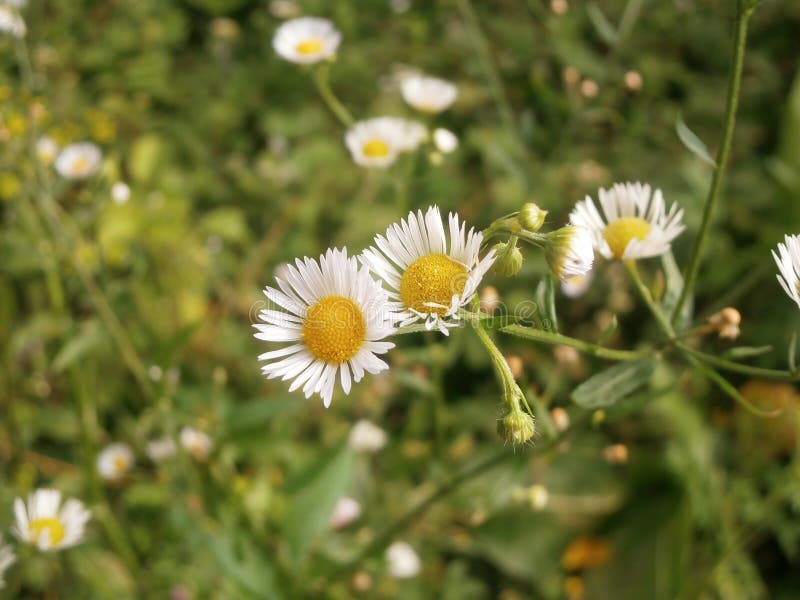 Camomile Blossoms Wild Flowers Stock Photo Image Of Floral Plant