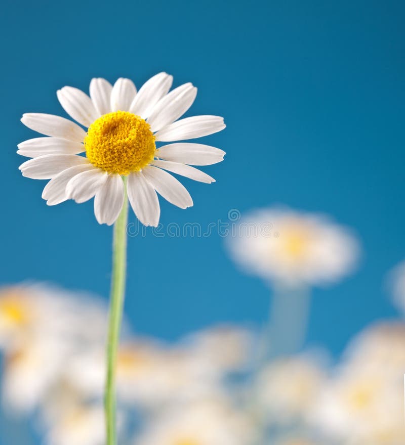 Wild camomiles on a blue sky.