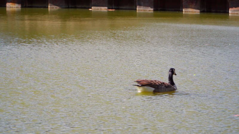 Wild Canada goose in Memorial Park in Willenhall UK