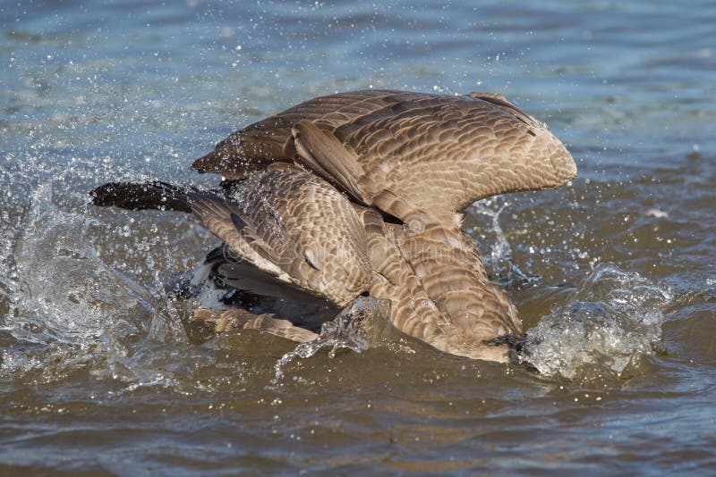 Canada goose stock images