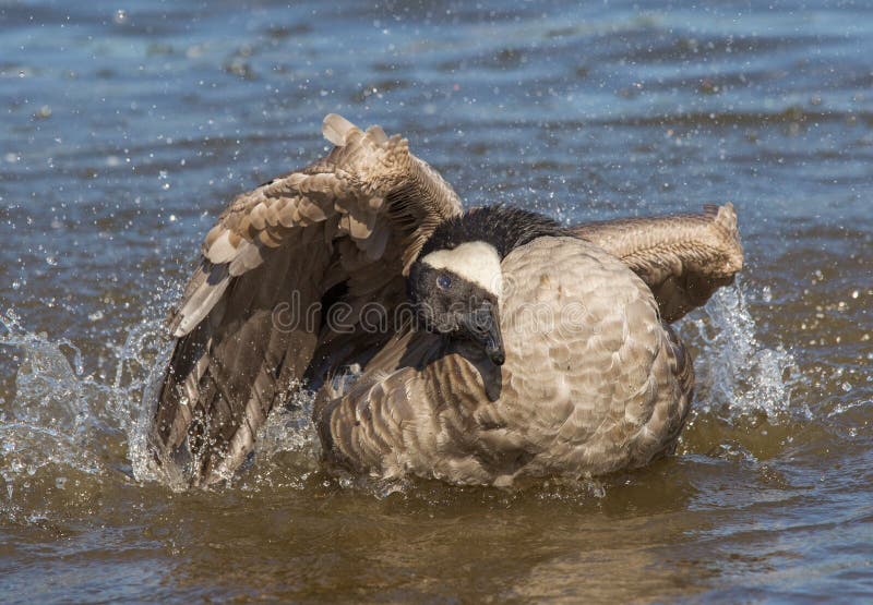 Canada goose stock images