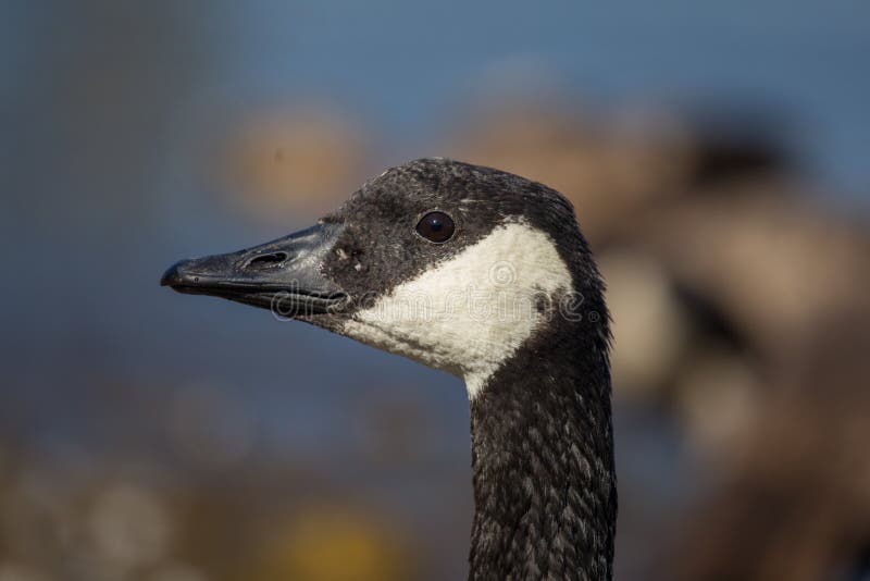 Canada goose stock image