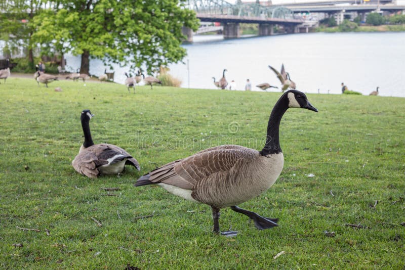 Canada goose stock photo