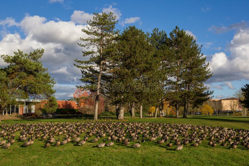 Canada goose stock photo