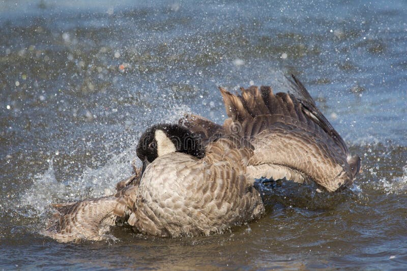 Canada goose royalty free stock photos
