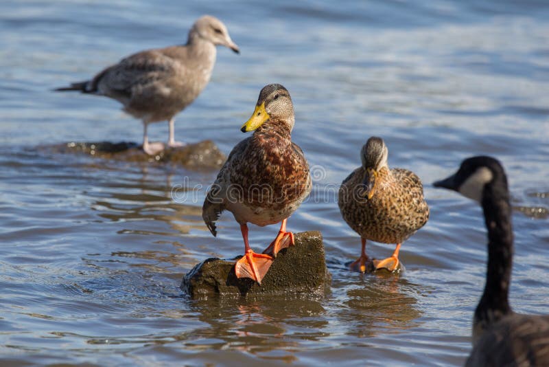 Canada goose royalty free stock photos