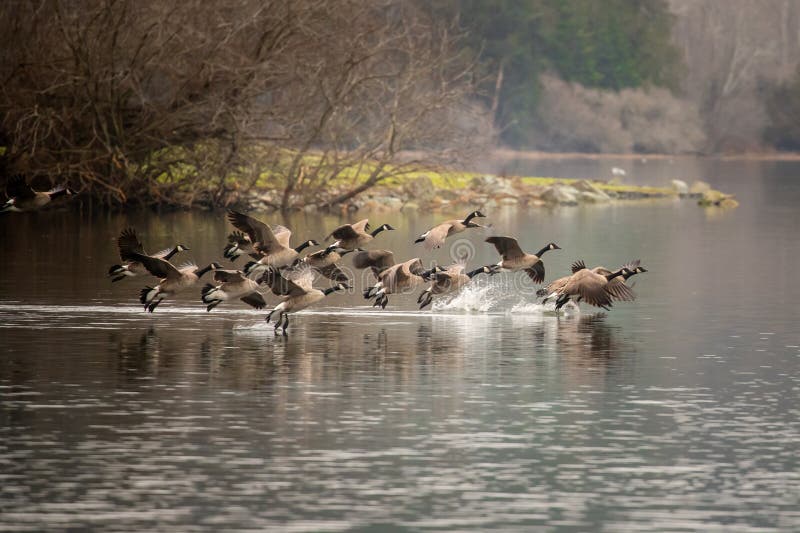 Wild Canadian Geese coming in for a landing Pic One