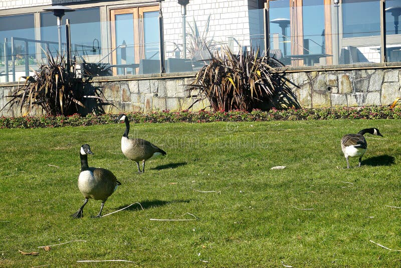 Wild Canadian Gooses in Vancouver.