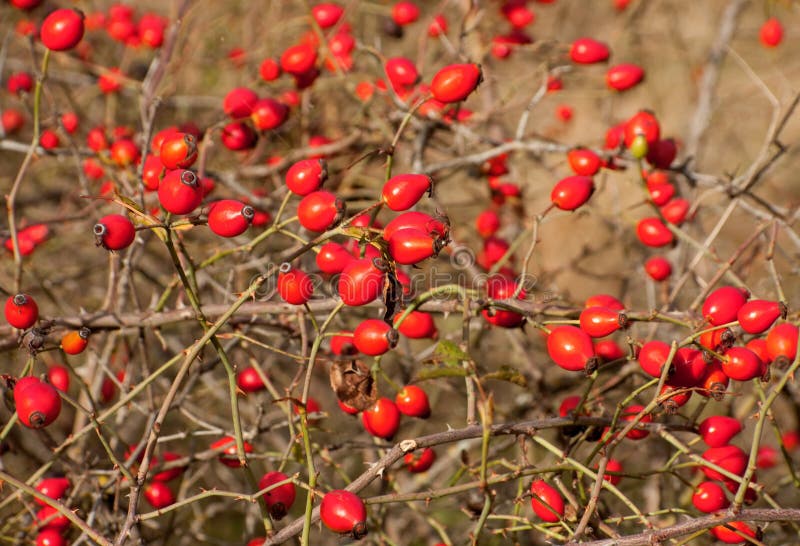 Wild canker-rose royalty free stock photo
