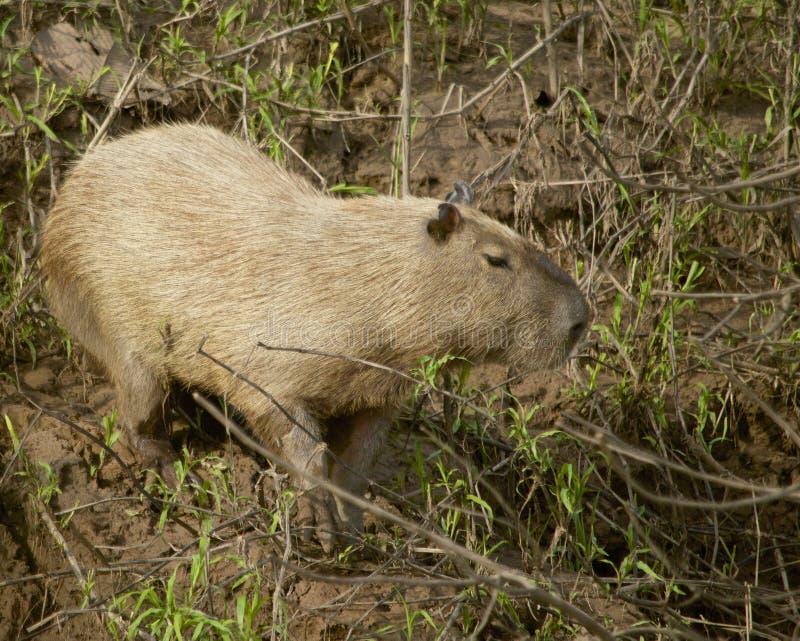 Wild capybara stock image. Image of largest, forest, peruvian - 41322153
