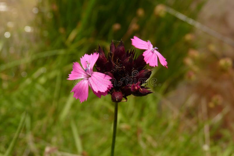Wild Carnation, Dianthus Sylvestris the Plant from the Letea Forest
