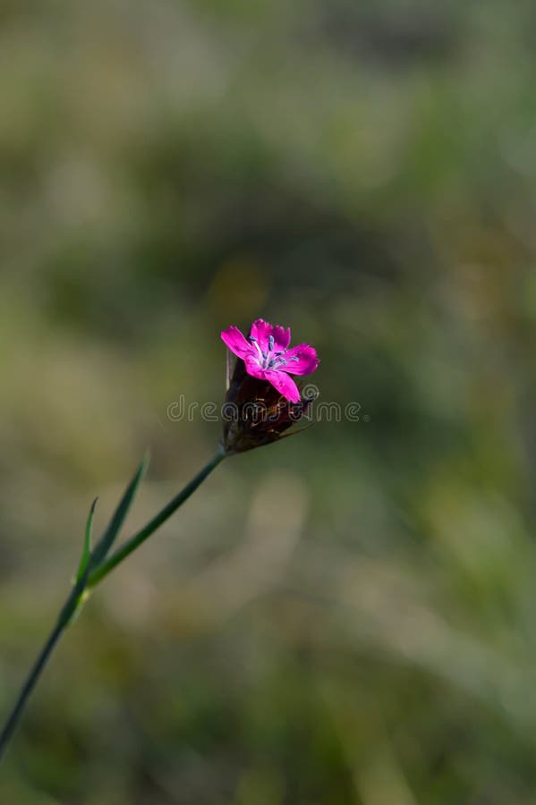 Wild Carnation, Dianthus Sylvestris the Plant from the Letea Forest