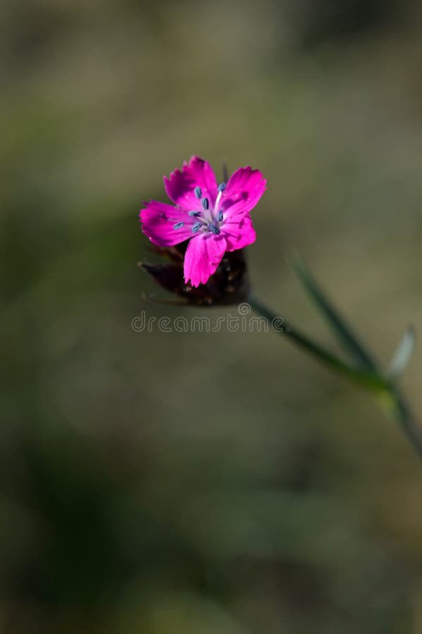 Wild Carnation, Dianthus Sylvestris the Plant from the Letea Forest