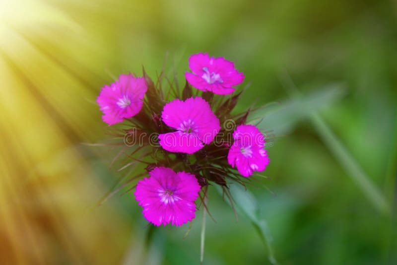 Wild Carnations in the Light of the Sun Stock Photo Image of floret