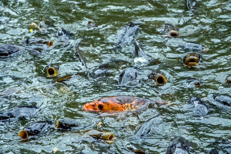 Wild Carp in an Indiana Pond Stock Photo Image of lake, finned 128447854