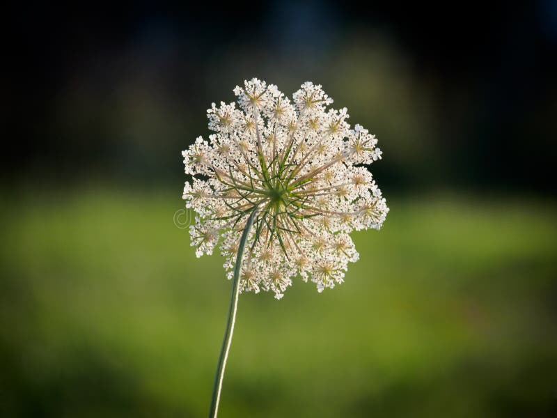 Wild carrot flower stock image. Image of natural, closeup 100105461