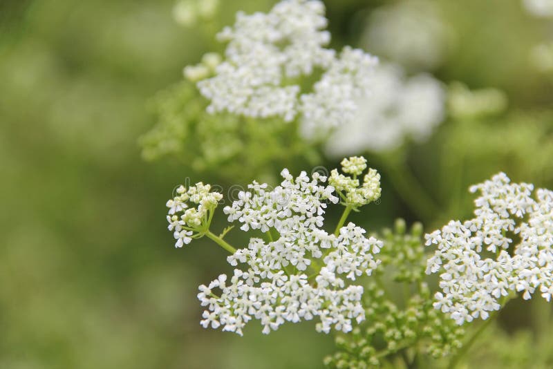 Wild Carrot Flowers In Bloom Stock Photo Image of daucus, blossom