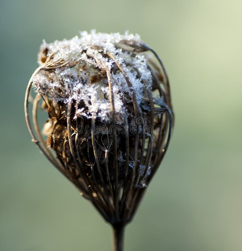 Wild Carrot Daucus Carota Seedhead Stock Image Image of head