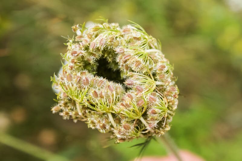 Wild carrot seeds. The flowering time of Wild carrots is when seeds are formed that have sharp hooks that allow them to cling to s