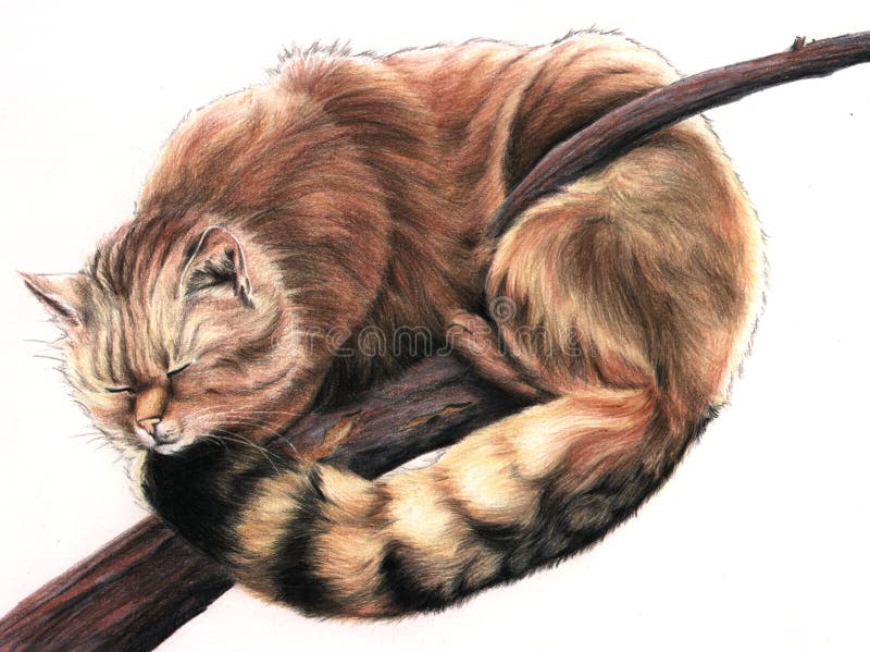 Wild cat stock illustration Wild cat stock illustration