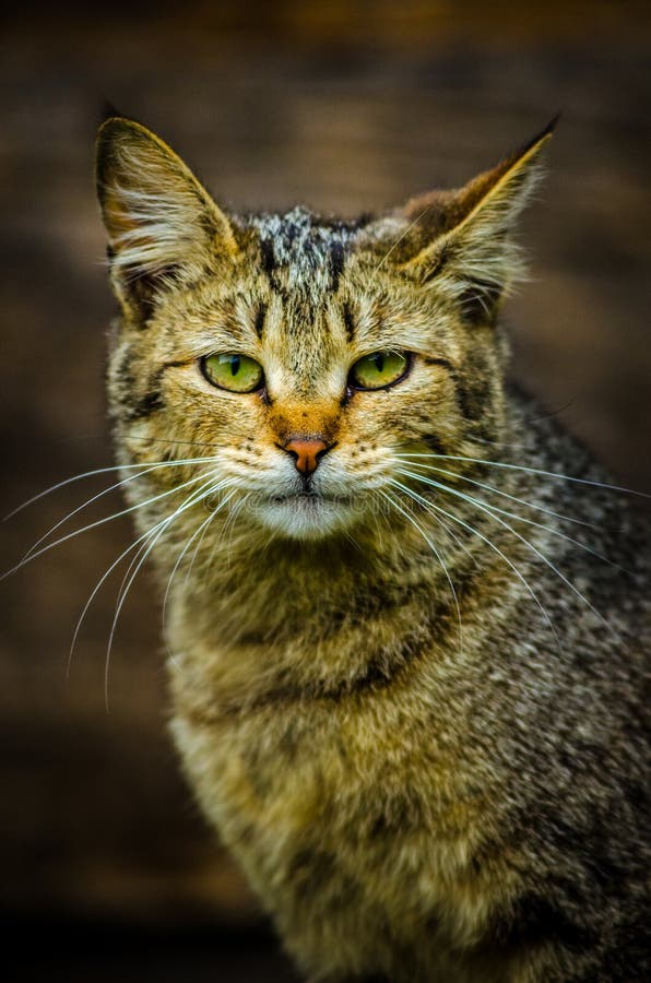 Wild cat stock image. Image of gray, tail, purr, cute 38282813