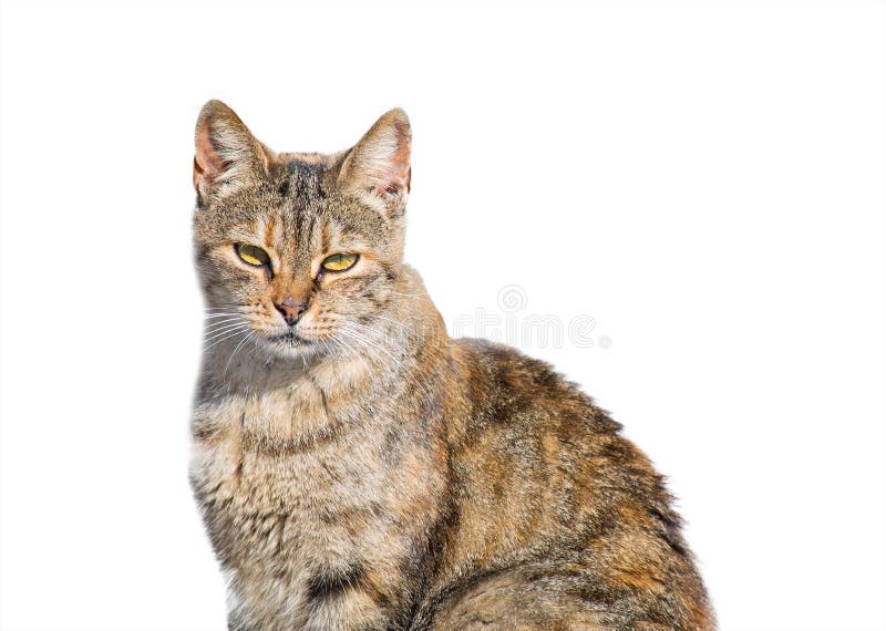 Wild cat isolated on white stock photo. Image of copy 48413708
