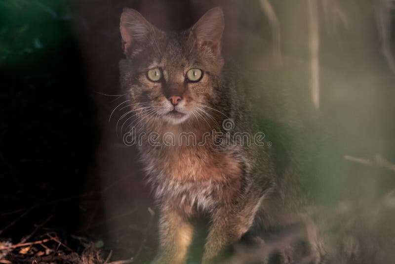 Wild Cat in Natural Habitat Stock Photo Image of looking, active