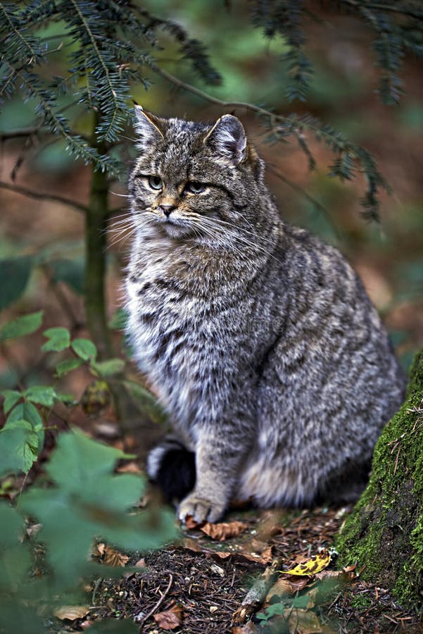 Wild cat in nature stock photo. Image of green, domestic 46416536