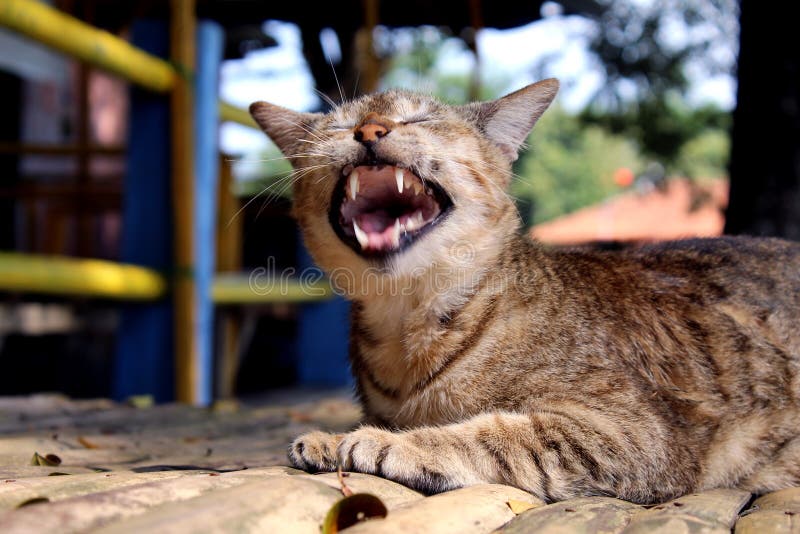 Stray cat showing canines stock image. Image of animal 194101097