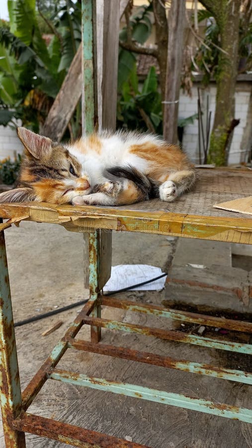 The WILD CAT SLEEPING UNDER the TABLE WAS BROKEN from EXHAUSTION Stock