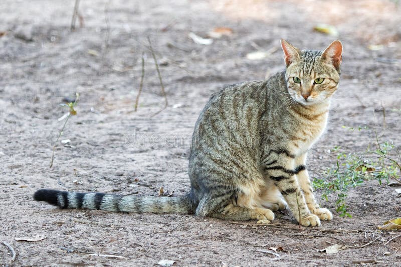 Wild cat south africa stock image. Image of kruger, wild 64597817
