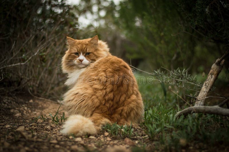Wild cat in woods stock image. Image of animal, wildcat 83633567