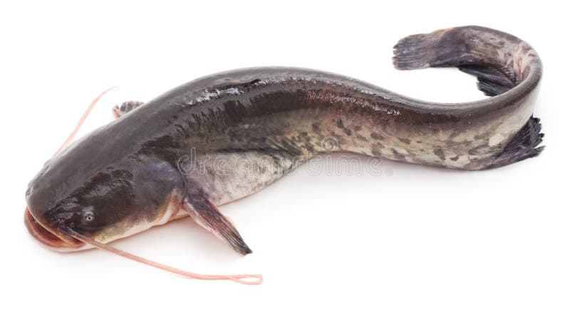 Wild catfish on a white background. Wild catfish on a white background.