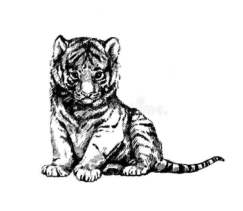 Wild Cats Illustration Kitten Tiger Cub Stock Illustration - Illustration  of tattoo, sketch: 213362061