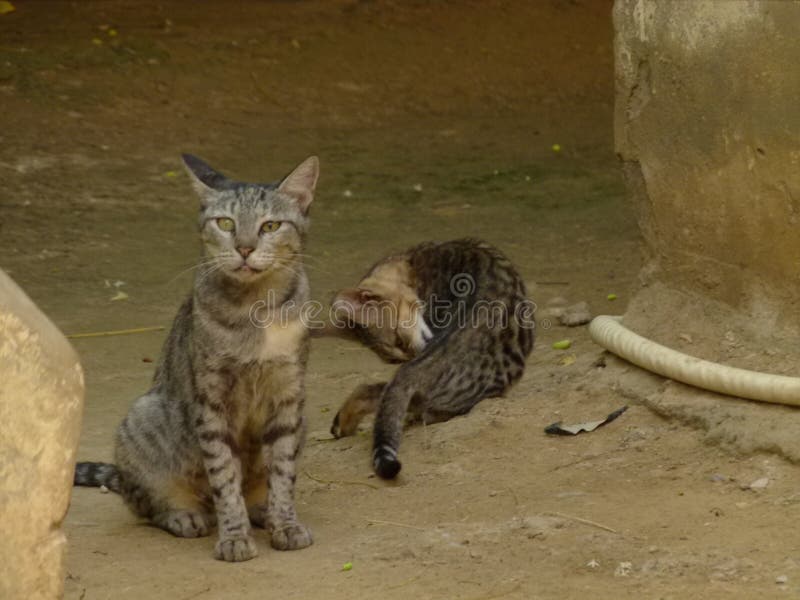 Wild cats o royalty free stock image Wild cats o royalty free stock image