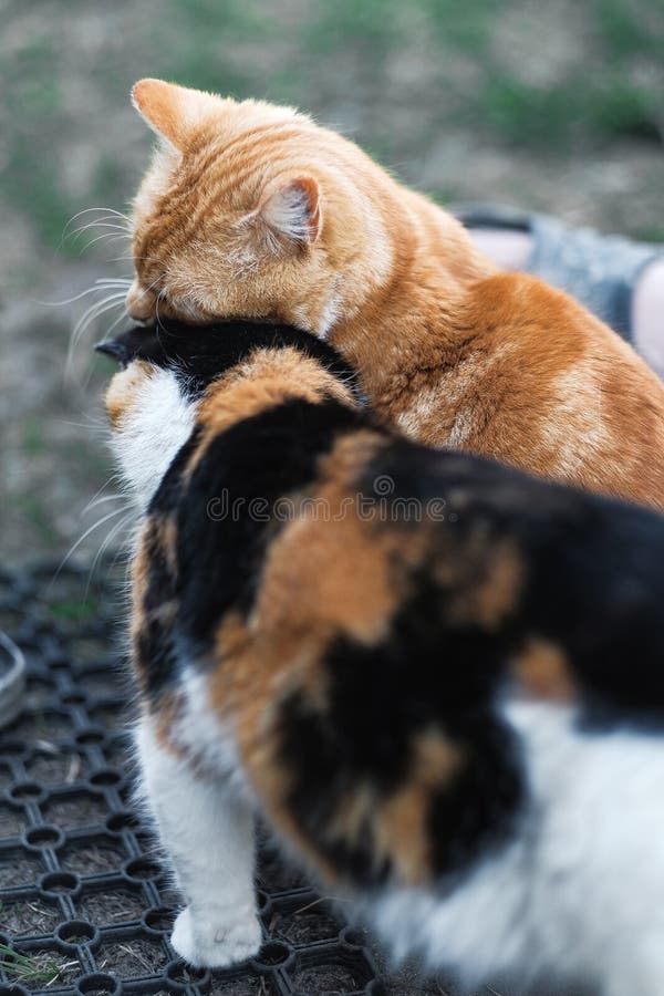 Wild Cats in the Village Playing Stock Photo - Image of country