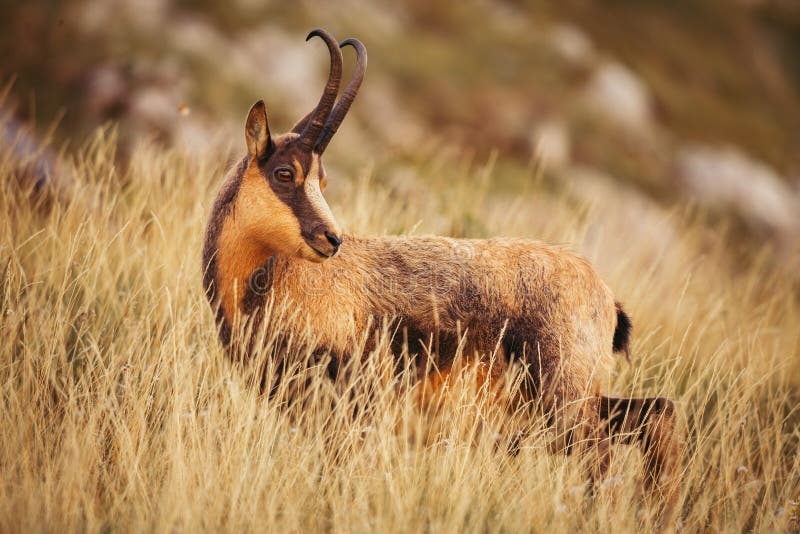 Wild Chamois in Abruzzo, Apennines, Italy Stock Image Image of camoscio, attention 163552659
