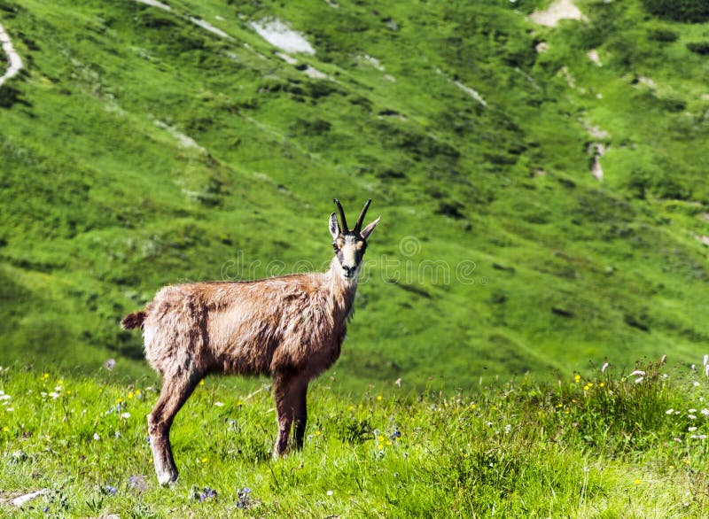 Wild chamois