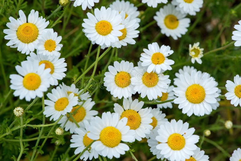 Wild Chamomile in the Field Stock Photo Image of green, flower 83310616