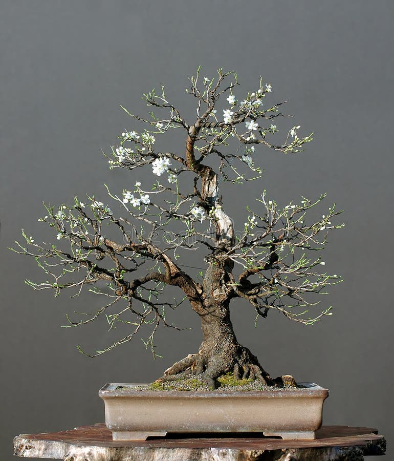 Wild Cherry As Bonsai In Spring Stock Image Image of wild, cherry