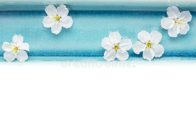 Wild cherry flowers in blue bowl with water,isolated