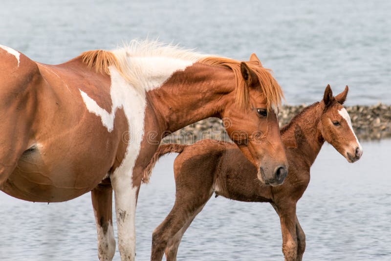 Wild Chincoteague Pony stock image. Image of pony, head 55945009