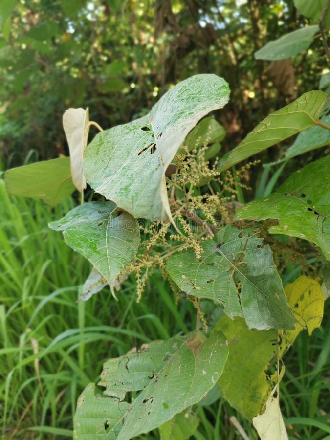 Wild chinese parasol tree with tiny flora stock image