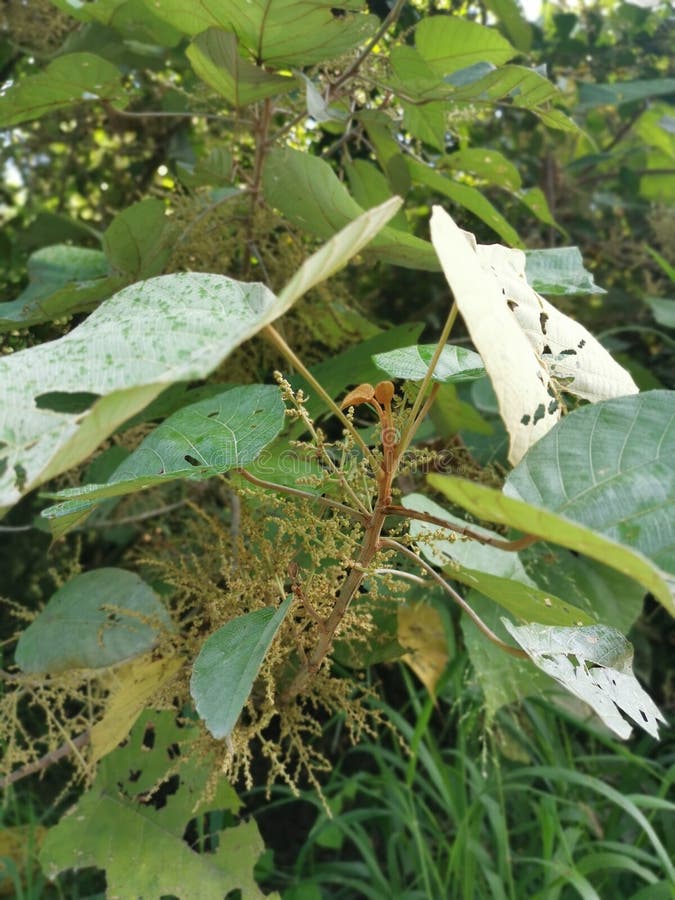 Wild chinese parasol tree with tiny flora stock photography
