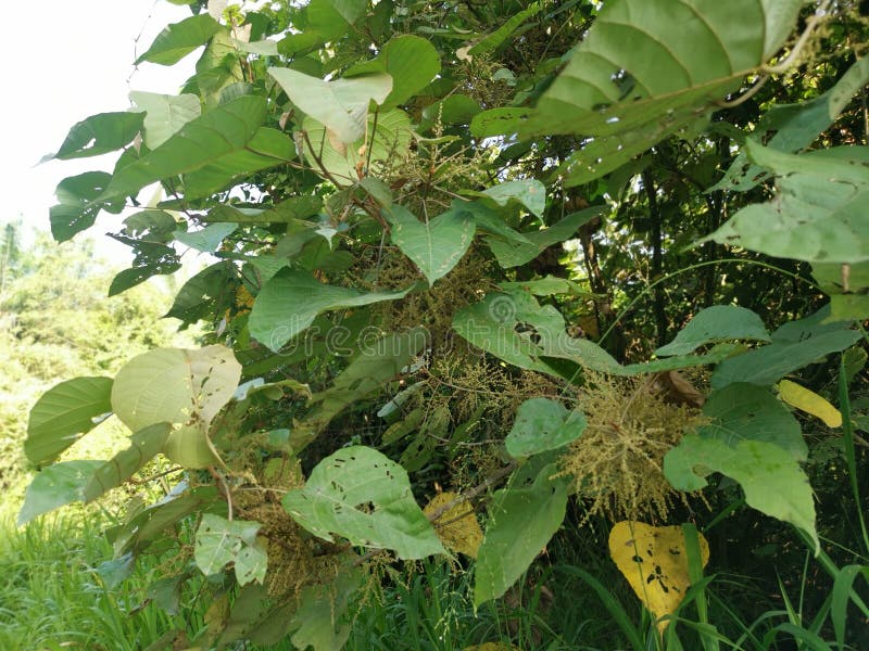 Wild chinese parasol tree with tiny flora stock photography
