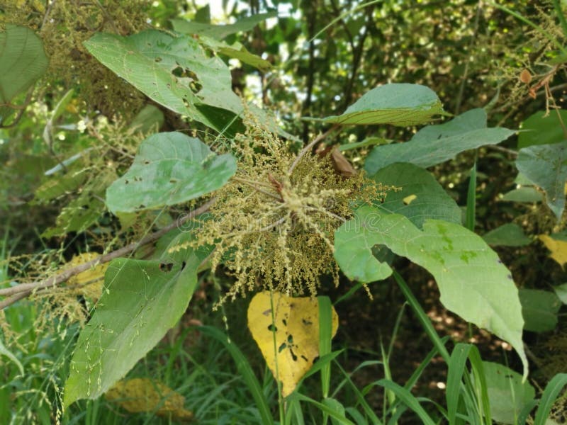 Wild chinese parasol tree with tiny flora royalty free stock photo